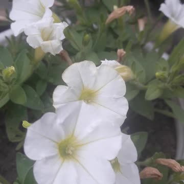 White petunia