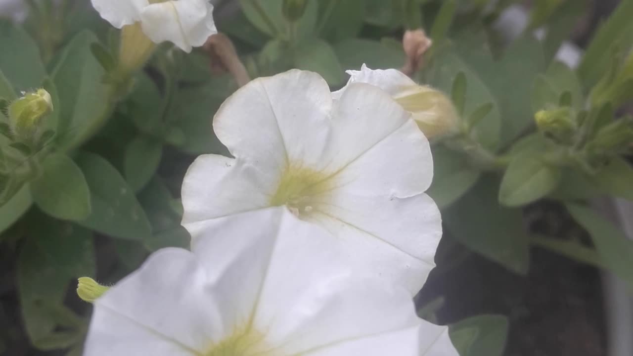 White petunia