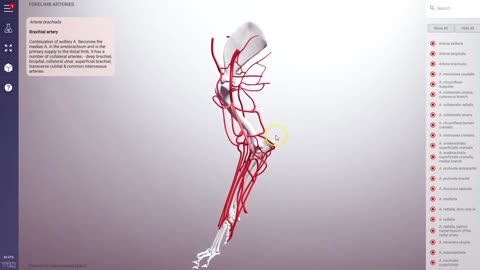 Canine forelimb vasculature - 3D Veterinary Anatomy & Learning IVALA