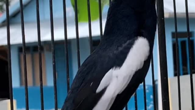 burung kacer - teman ngopi di teras