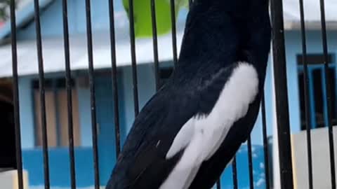 burung kacer - teman ngopi di teras