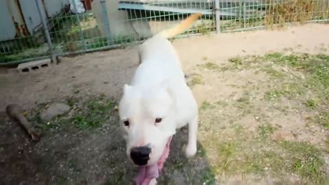 DOGO ARGENTINO ATTACKS A Puma