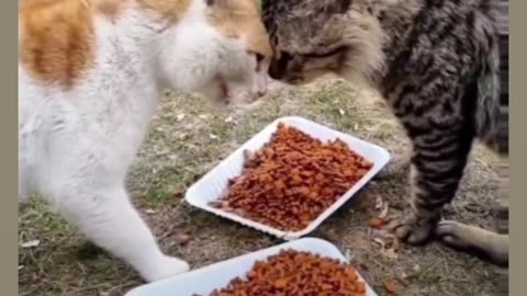 Cats are fighting for their food