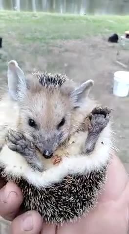 🦔 A wild hedgehog decides not to be as spikey since there's food involved... 😍😍😍