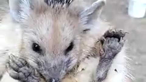 🦔 A wild hedgehog decides not to be as spikey since there's food involved... 😍😍😍