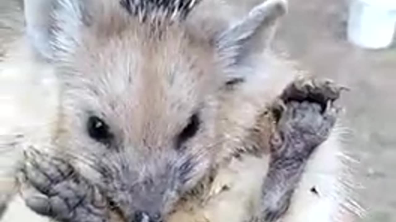 🦔 A wild hedgehog decides not to be as spikey since there's food involved... 😍😍😍