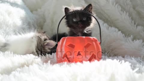 Halloween cat fun