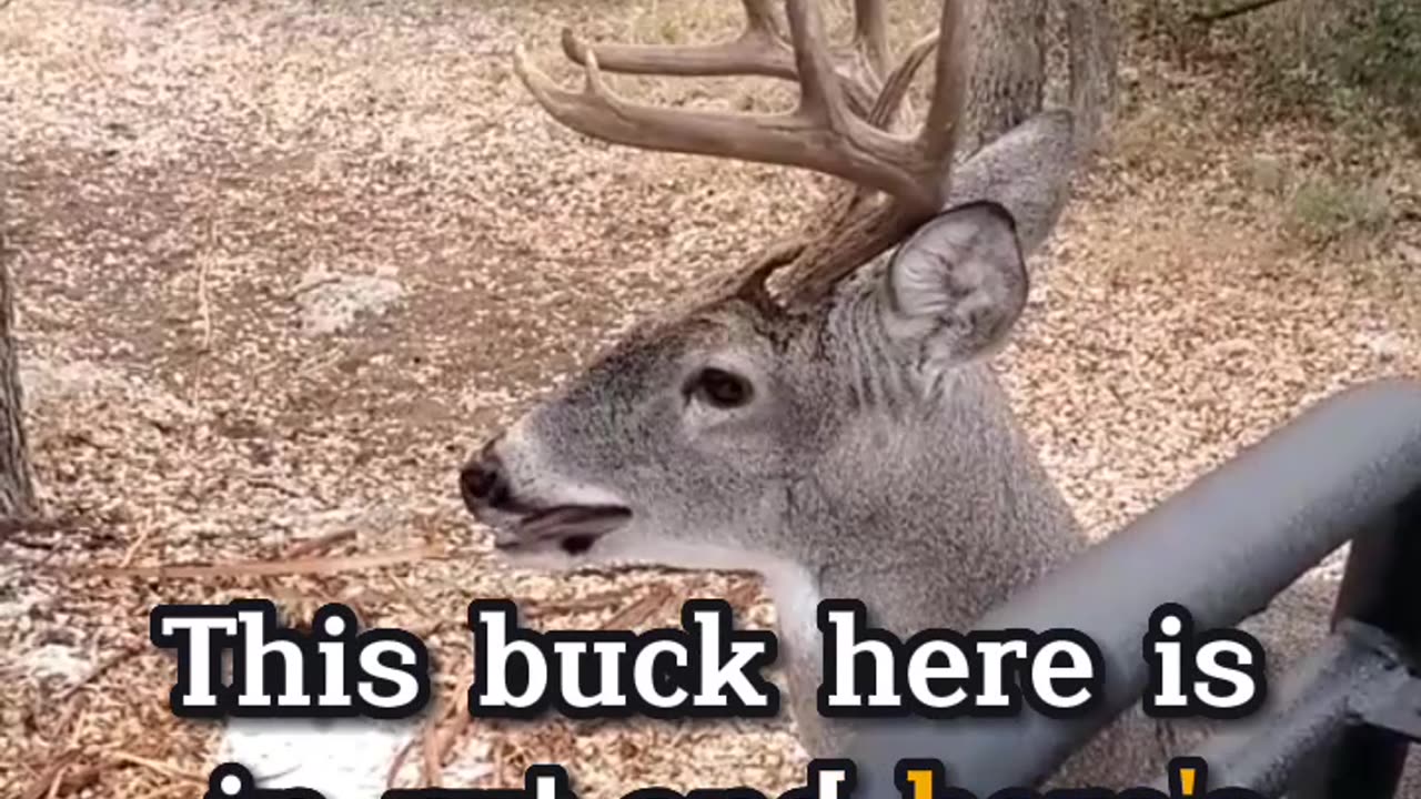 Chronic Wasting Disease (CWD) vs Buck in Rut