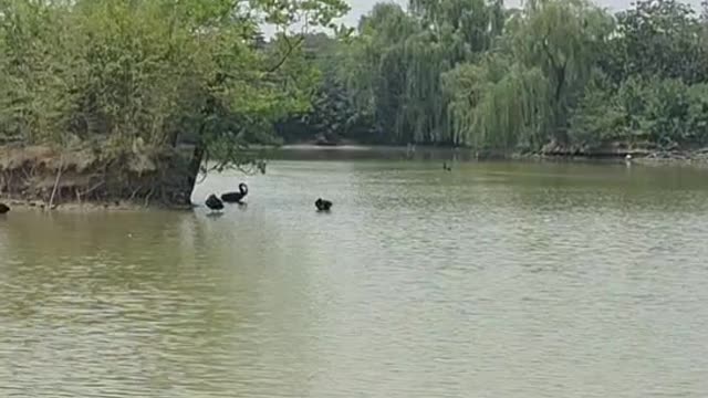 A flock of water birds swimming