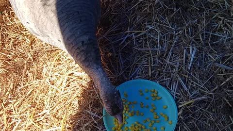 Mobbed while trying to feed & check on Turkey Eggs 🥚