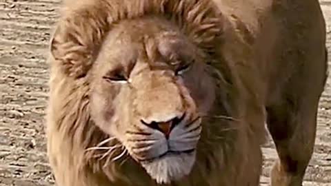 The world of the Lion