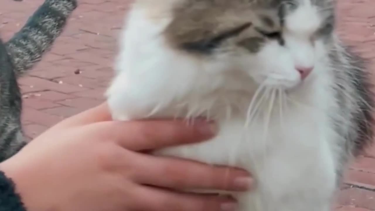 Woman Caring for Two Little Cats