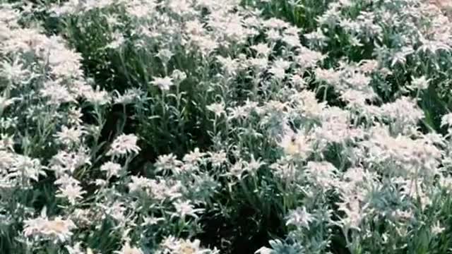 Have you ever seen an Edelweiss?