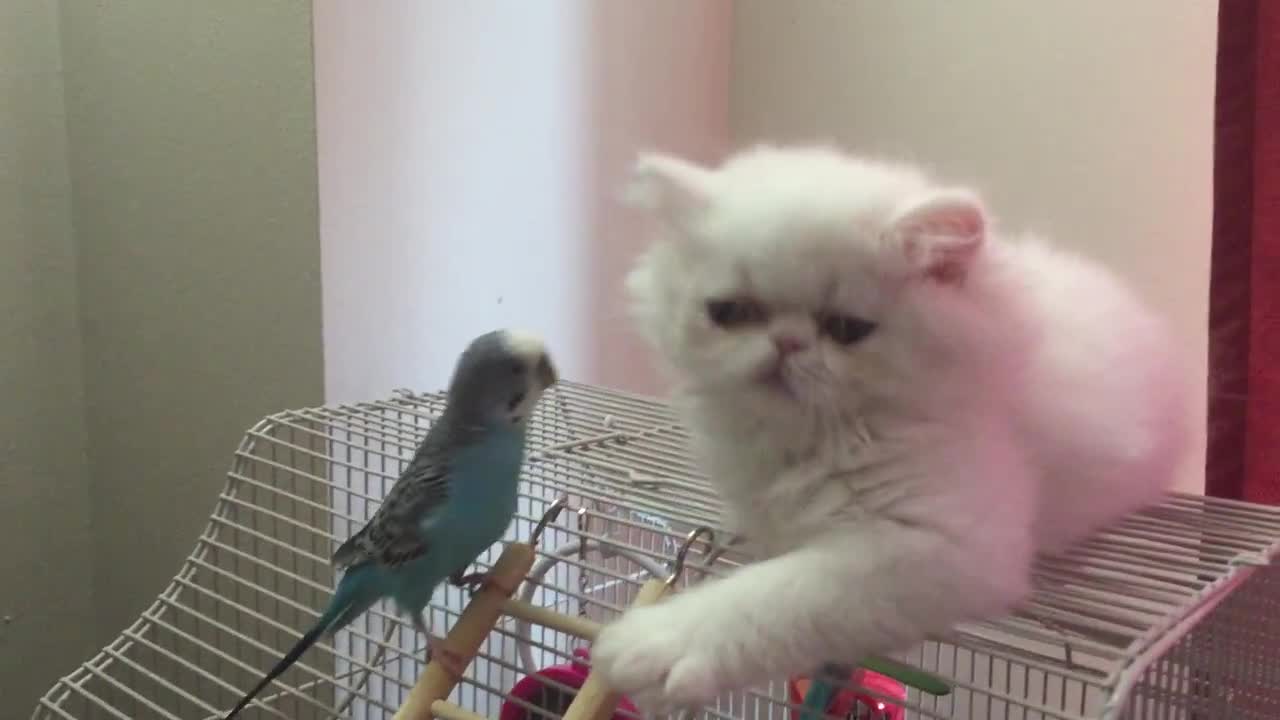 Curious White Persian Kitten befriends parrot