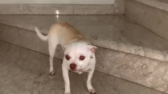 Its a cute chihuahua🥴(ניקי קמה נחמדה😆)