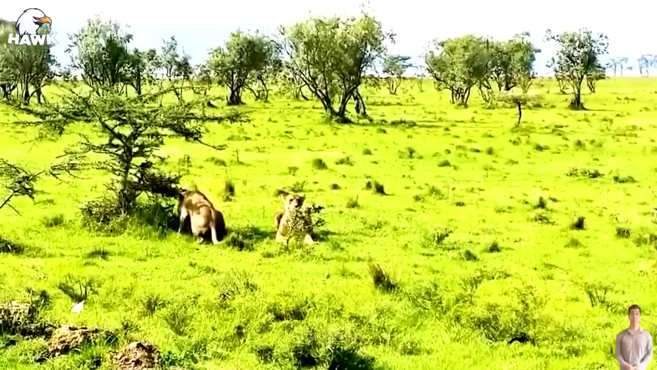 30 Tragics Moments Buffalo Injured By Animal Fight - wild Animals