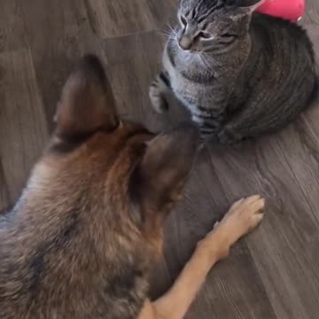 funny cat and dog fights.