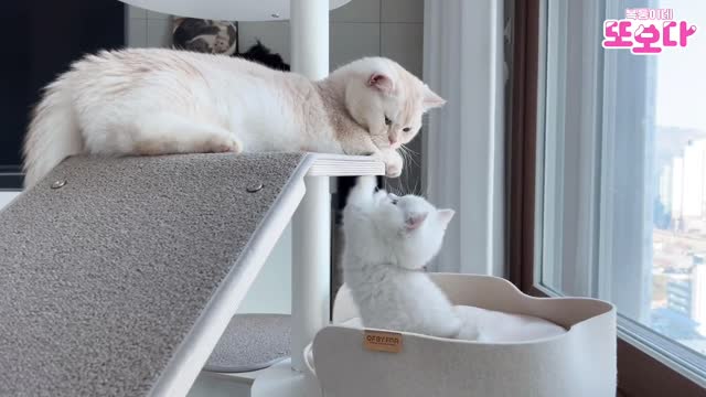 Baby cat's job: climbing the cat tower