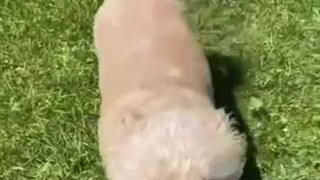 Berkeley Summer Ball Play