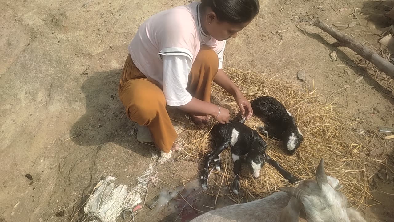 Goat giving birth of baby .|baby goat| #goat #baby