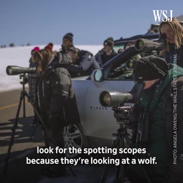 Spotting scopes enable a devoted group to observe wild wolves at Yellowstone National Park.