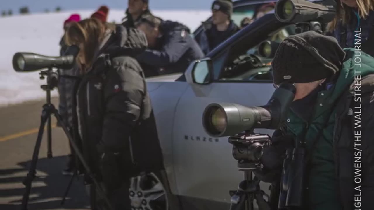 Spotting scopes enable a devoted group to observe wild wolves at Yellowstone National Park.