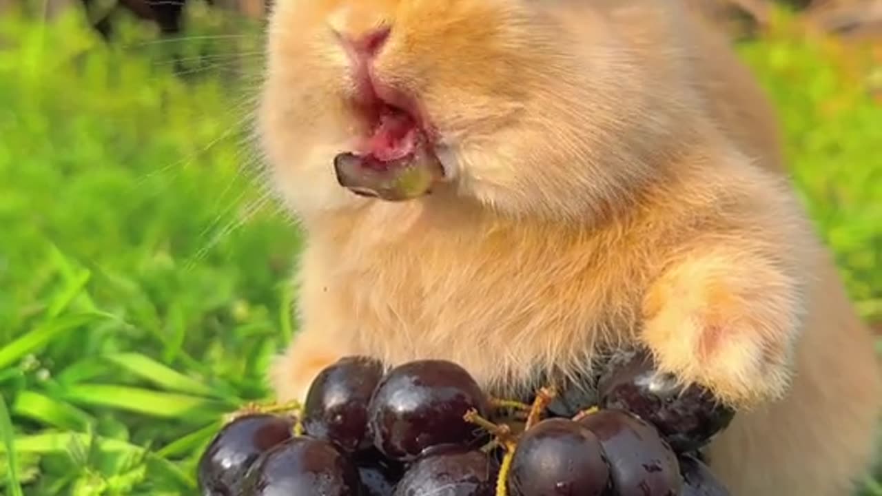 funny animals , rabbit eat grapes