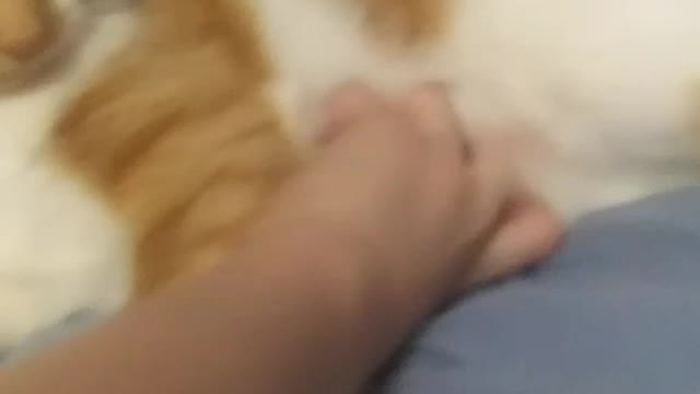 Fisty kitty
