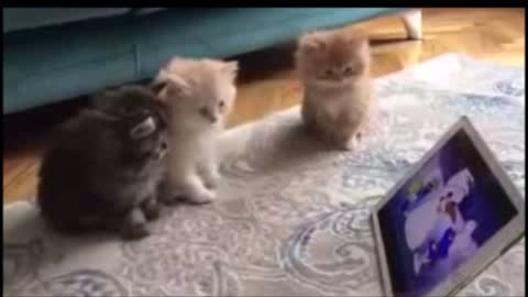 Cuttest Kittens In The World