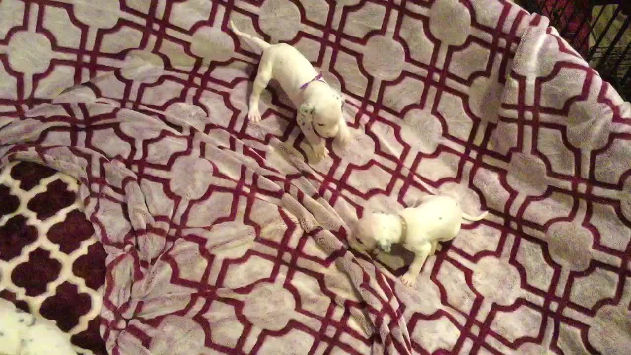 Newborn Dalmatian puppies learn how to play