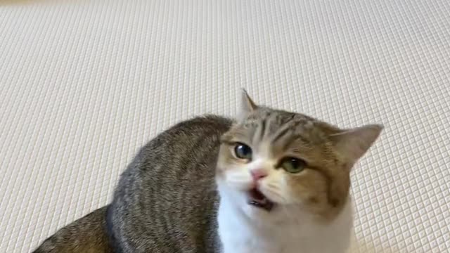 사랑하는 고양이