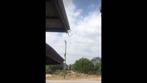 Flying Snake?