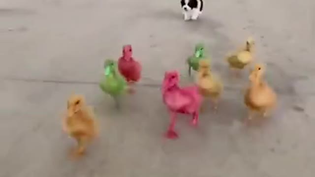 Cute pets having fun with each other