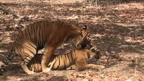 Wildlife in closer view with a natural perspective.