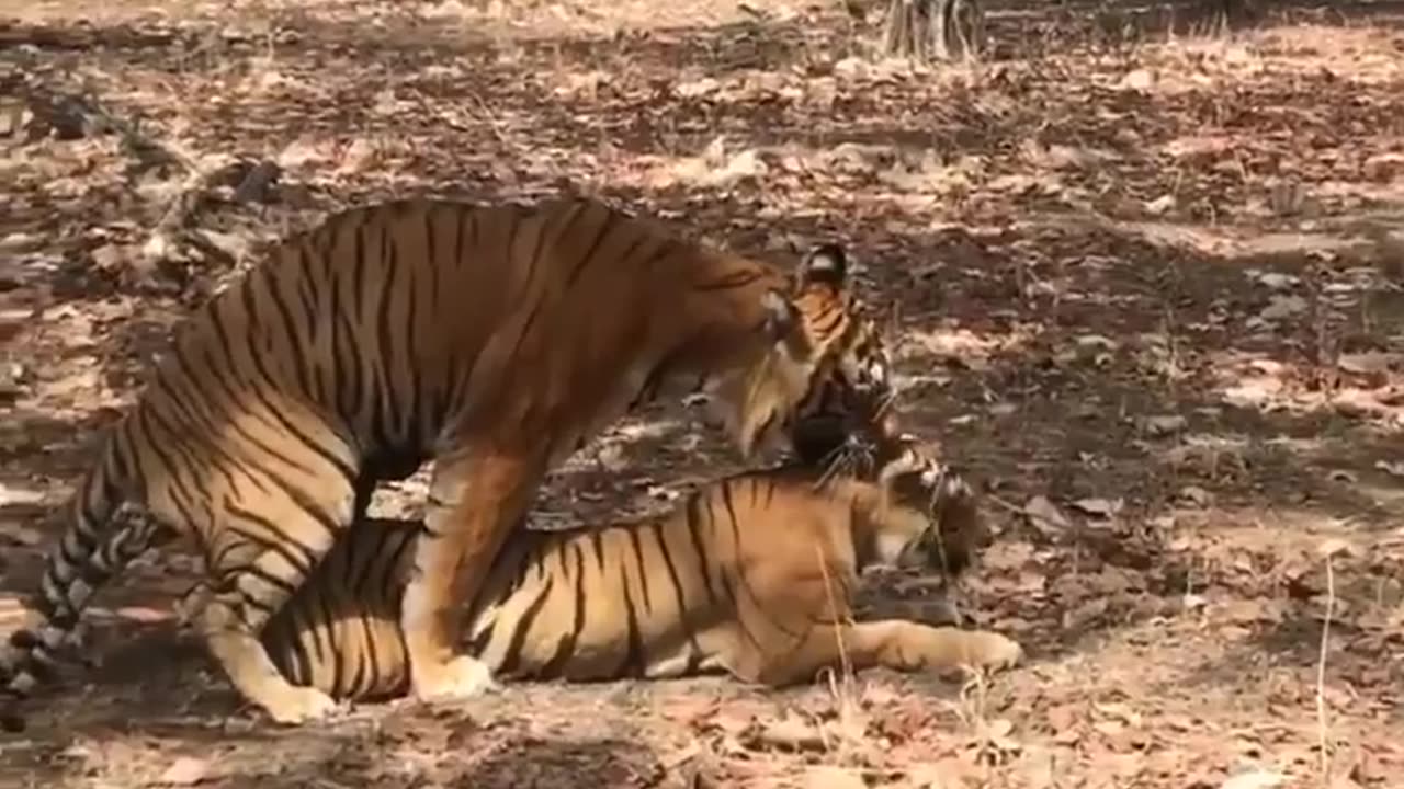 Wildlife in closer view with a natural perspective.