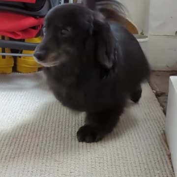 Funny dog and dog videos|Lovely pet videos cut and dog