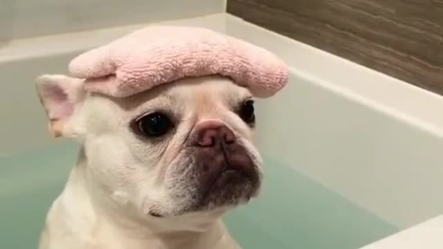 Puppy taking a bath