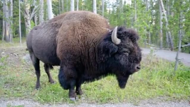 Do you know what kind of cow this is? It's got a lot of hair on it