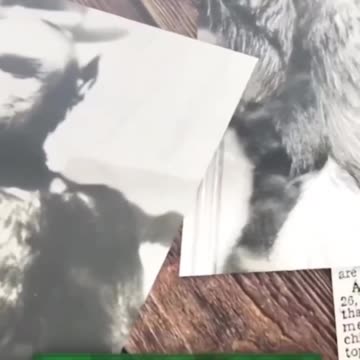 WTF: HUMAN-ANIMAL-HYBRIDS = 20 Pregnancies of Pig-Human and Sheep-Human CHIMERAS Last 12 Months!!!