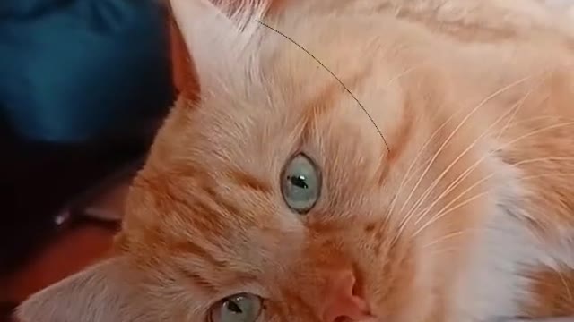 The Internet's Funniest Cat Video is Here