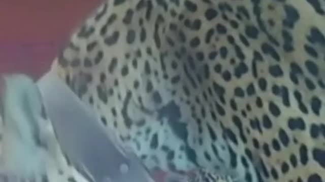 Jaguar cubs and mother released back into Argentinian wetlands