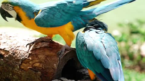 Parrots sitting on log