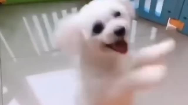 Dog Dancing