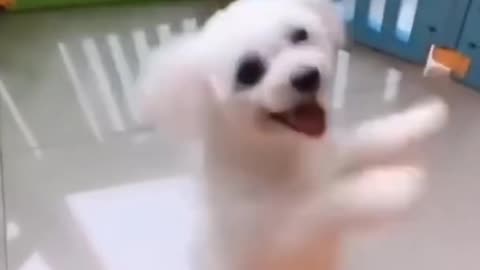 Dog Dancing