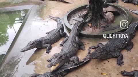 Crocodiles