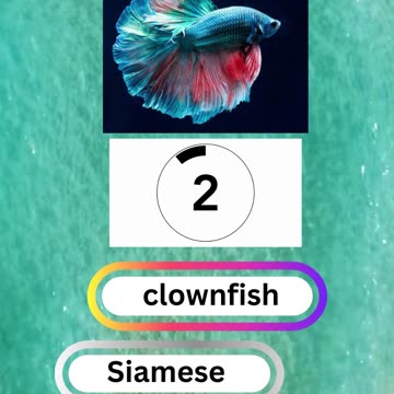 Fish Frenzy 8 A fast-paced quiz short