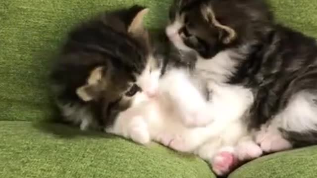3.cute cat shorts❤#shorts #cat #cutecat
