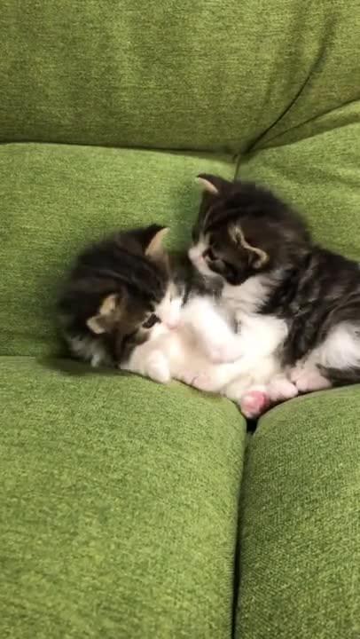 3.cute cat shorts❤#shorts #cat #cutecat