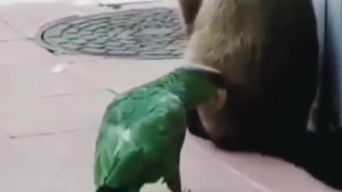 Animals funny videos