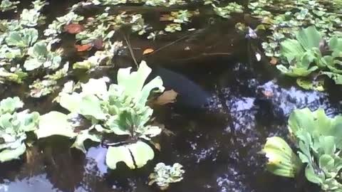Uma carpa preta aparece no lago do jardim botânico, lindo peixe [Nature & Animals]